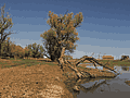 Дерево у реки Кабан
